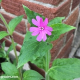 Red campion Red campion