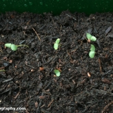 Perennial flax Perennial flax