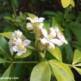 Choisya ternata has started to flower Choisya ternata has started to flower