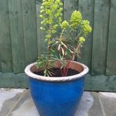 Martin's spurge in its new pot Martin's spurge in its new pot