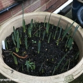 Daffodils starting to develop