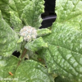 Borage startign to flower