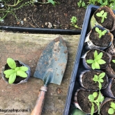 Planting the common fleabane