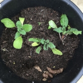 The cat is using the pot as a toilet!