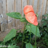 Common poppy