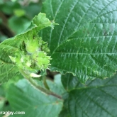 Hazel nuts are starting to develop