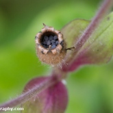 Red campion seeds