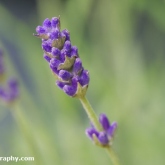 Lavender has started to flower