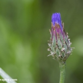 Cornflower bud
