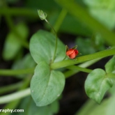 Scarlet pimpernel