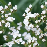 Yarrow