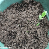 The cat dug up the rudbeckia