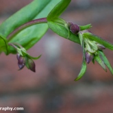 Penstemon 'Pensham Plum Jerkum'