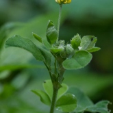 Black Medick