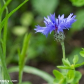 Cornflower