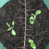 Hawtorn stick to try and stop the cat digging up the rudbeckia