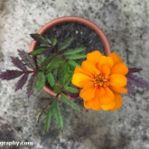 The marigold'a have started to flower