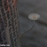 Little Japanese Umbrella