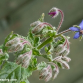 Borage