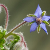 Borage