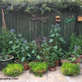 Potted plant display area