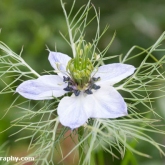 Love-in-a-mist