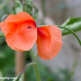 Common poppy