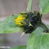 Sunflower is starting to flower