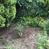 Buddleja in the front garden