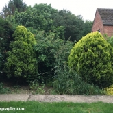 Buddleja in the front garden