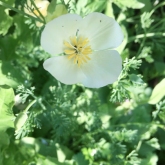 11 GardenJuly2018-037
