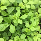 Wood Avens in the 'woodland' area