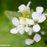 Garlic mustard flowers