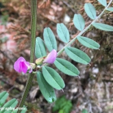 Common vetch in a front garden pot