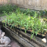 Cornflowers to be planted out