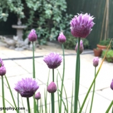 The Chive is starting to flower