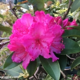 Rhododendron