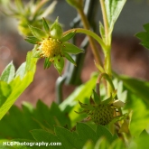 The Strawberries have started to grow