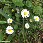 Common daisy