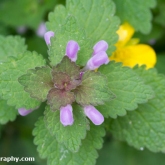 Red dead-nettle