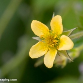 Wood avens