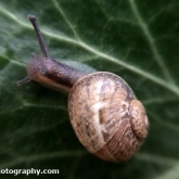 01-snail