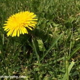 10-dandelion 10-dandelion