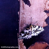 03-moth