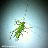 07-grasshopper