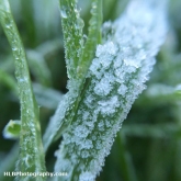 Frosty Morning Frosty Morning