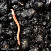 Earthworm trying to dig into a road