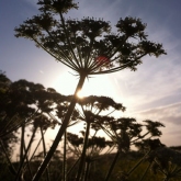 Cow Parsley at Sunset