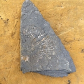 Fossil found at Kimmerage Bay