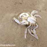 Dead Crab on the beach